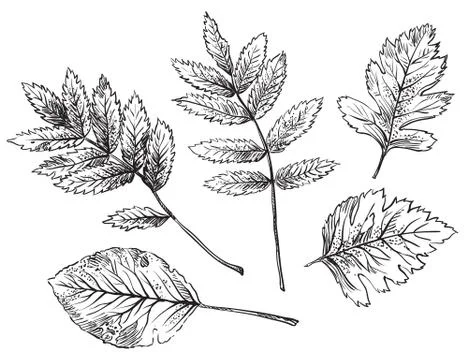 Vector hand drawing leaves, part 8 Stock Illustration