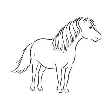 Vector hand drawing pony isolated on white background, pony horse, vector ske Stock Illustration