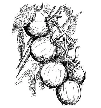 Vector Hand Drawing of Ripe Tomatoes Growing on Branch Stockillustratie