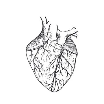 Vector hand drawn anatomic human heart Stock Illustration