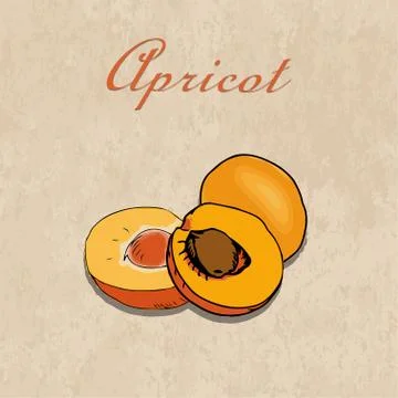 Vector hand drawn apricots on a craft paper background Illustrazione stock