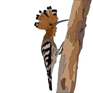 Vector hand drawn artistic illustration on white background, Tropical bird. B Stock Illustration