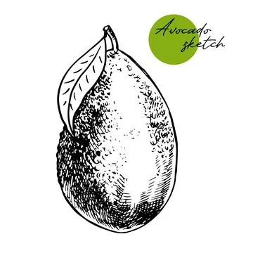 Vector hand drawn avocado and sliced pieces set. Tropical summer fruit engraved Stock Illustration