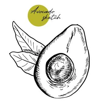 Vector hand drawn avocado and sliced pieces set. Tropical summer fruit engraved Stock Illustration