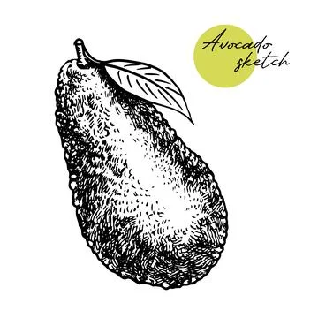 Vector hand drawn avocado and sliced pieces set. Tropical summer fruit engraved Stock Illustration