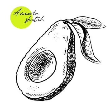 Vector hand drawn avocado and sliced pieces set. Tropical summer fruit engraved Stock Illustration