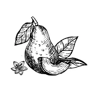 Vector hand drawn avocado and sliced pieces, sketch illustration in linear Stock Illustration
