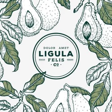 Vector hand drawn avocado Stock Illustration