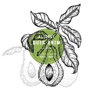 Vector hand drawn avocado Stock Illustration