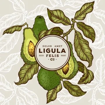 Vector hand drawn avocado Stock Illustration