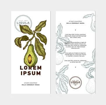 Vector hand drawn avocado Stock Illustration