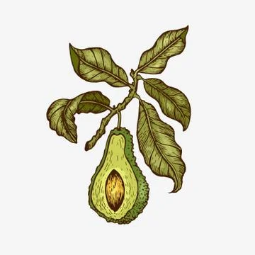 Vector hand drawn avocado Stock Illustration