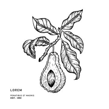 Vector hand drawn avocado Stock Illustration