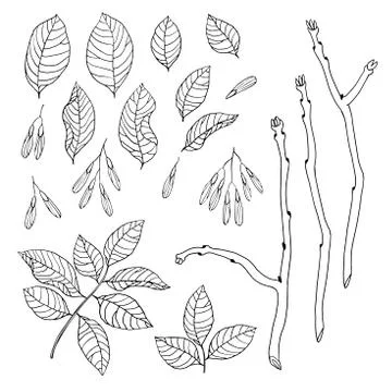 Vector hand drawn black and white floral set of ash tree Stock Illustration