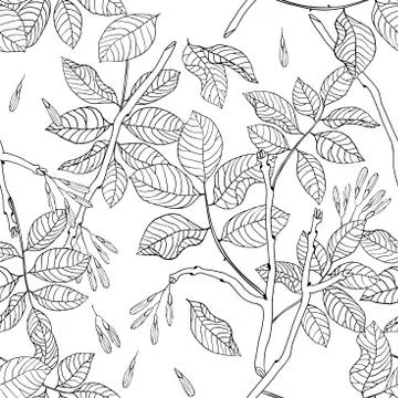 Vector hand drawn black and white floral seamless pattern of ash tree Stock Illustration