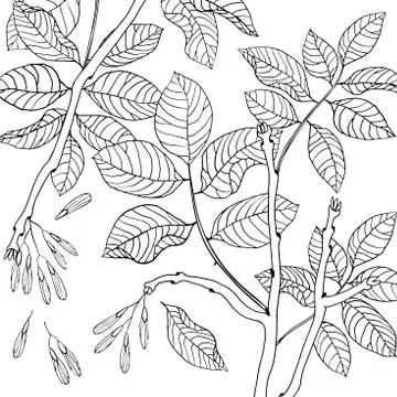 Vector hand drawn black and white floral set of ash tree Stock Illustration