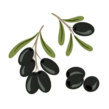 Vector hand drawn black ripe olives on a white background. Stock Illustration