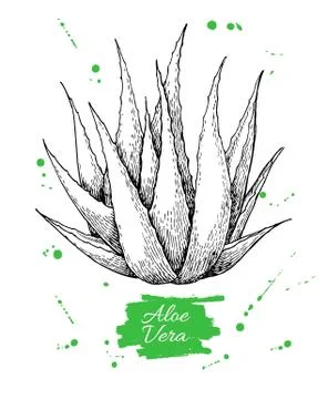 Vector hand drawn botanical Aloe Vera. Engraved illustration Stock Illustration