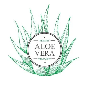 Vector hand drawn botanical Aloe Vera. Stock Illustration