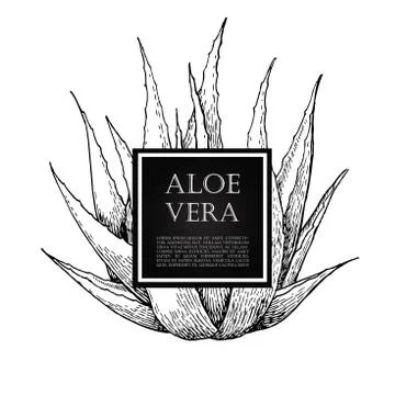 Vector hand drawn botanical Aloe Vera. Stock Illustration