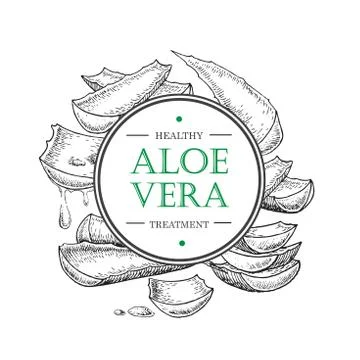 Vector hand drawn botanical Aloe Vera. Stock Illustration