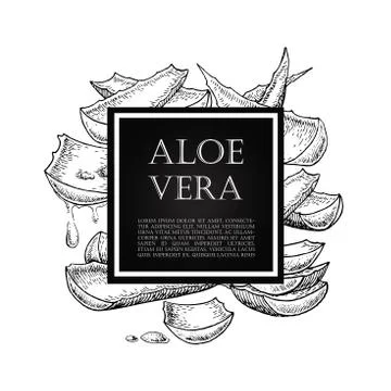 Vector hand drawn botanical Aloe Vera. Stock Illustration