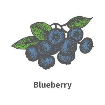 Vector hand-drawn bunch ripe blue blueberry Illustrazione stock