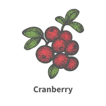 Vector hand-drawn bunch ripe red cranberry Stock Illustration