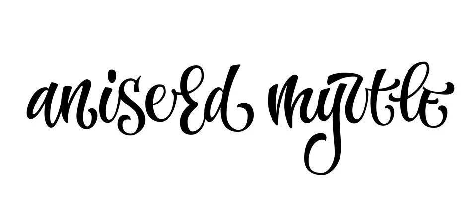 Vector hand drawn calligraphy style lettering word - Aniseed myrtle. Illustrazione stock