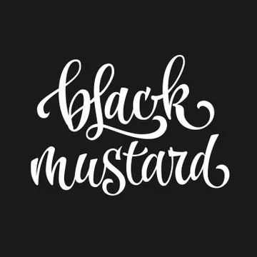 Vector hand drawn calligraphy style lettering word - Black mustard. Stock Illustration