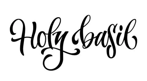 Vector hand drawn calligraphy style lettering word - Holy basil. Stock Illustration