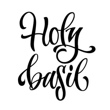 Vector hand drawn calligraphy style lettering word - holy basil Stock Illustration