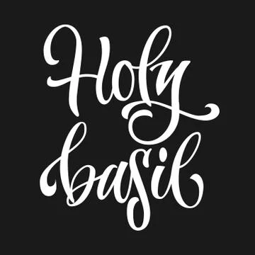 Vector hand drawn calligraphy style lettering word - Holy basil. Stock Illustration