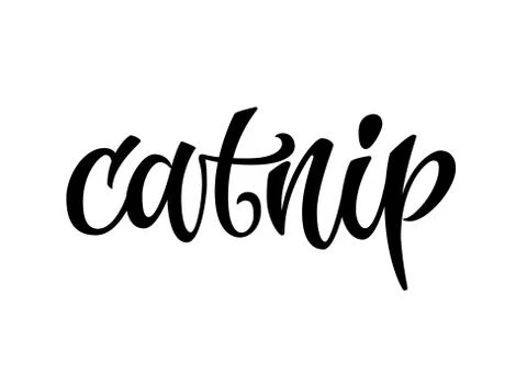 Vector hand drawn calligraphy style lettering word - catnip. Stock Illustration
