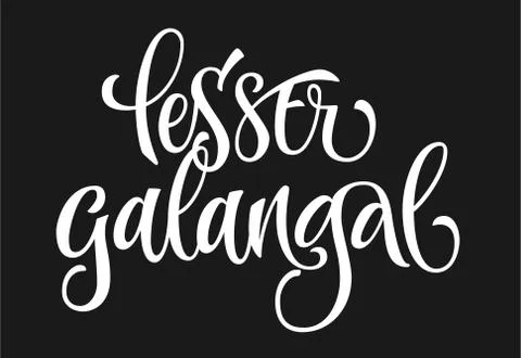 Vector hand drawn calligraphy style lettering word - lesser galangal. Stock Illustration