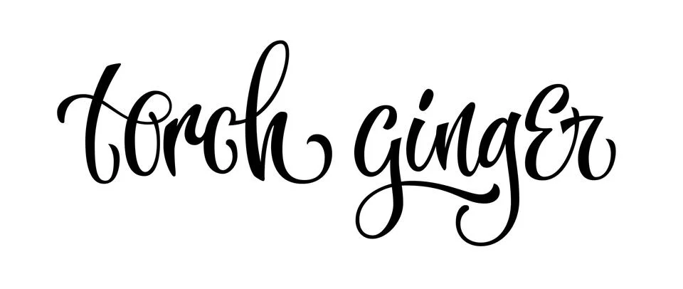 Vector hand drawn calligraphy style lettering word - torch ginger. Stock Illustration