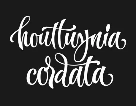 Vector hand drawn calligraphy style lettering word - houttuynia cordata Stock Illustration