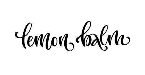 Vector hand drawn calligraphy style lettering word - Lemon balm. Stockillustratie