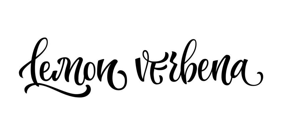 Vector hand drawn calligraphy style lettering word - Lemon verbena. Stock Illustration