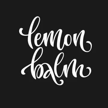 Vector hand drawn calligraphy style lettering word - Lemon balm. Stock Illustration