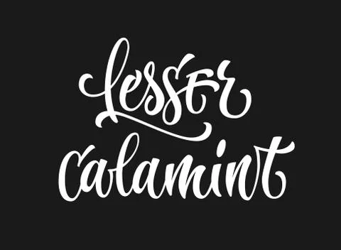 Vector hand drawn calligraphy style lettering word - Lesser calamint. Stock Illustration