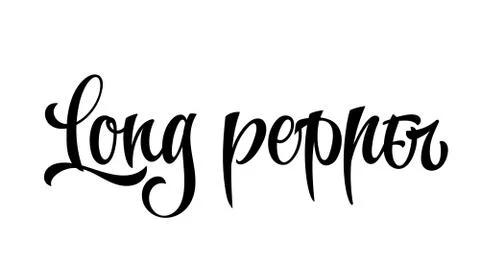 Vector hand drawn calligraphy style lettering word - Long pepper. Stock Illustration