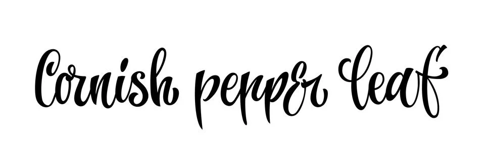 Vector hand drawn calligraphy style lettering word - Cornish pepper leaf. Illustrazione stock