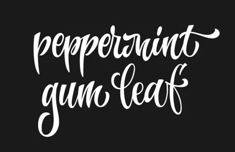 Vector hand drawn calligraphy style lettering word - Peppermint gum leaf. Stock Illustration
