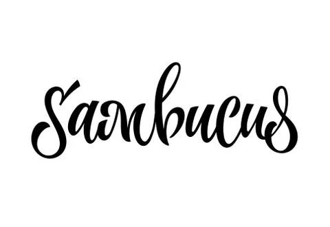 Vector hand drawn calligraphy style lettering word - Sambucus. Stock Illustration