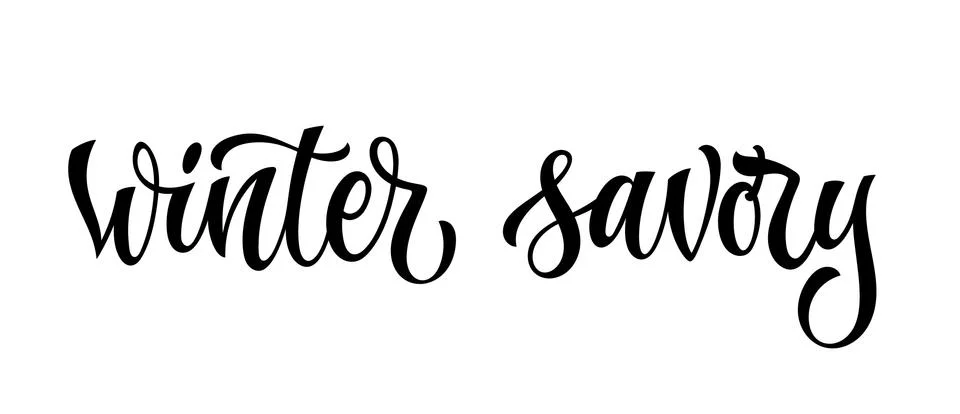 Vector hand drawn calligraphy style lettering word - Winter savory. Stock Illustration