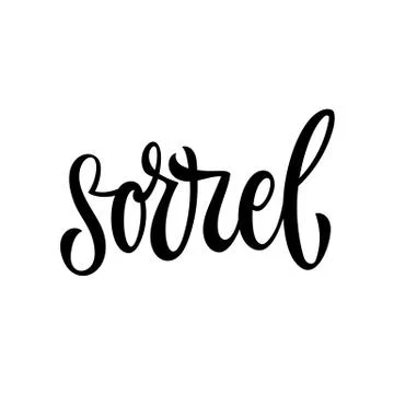 Vector hand drawn calligraphy style lettering word - Sorrel. Stock Illustration