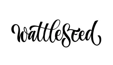 Vector hand drawn calligraphy style lettering word - Wattleseed. Stock Illustration