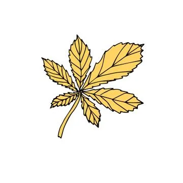 Vector hand drawn chestnut leaf Stock Illustration