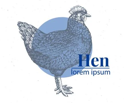 Vector hand drawn chicken illustration. Retro engraving style. Sketch farm Stock Illustration